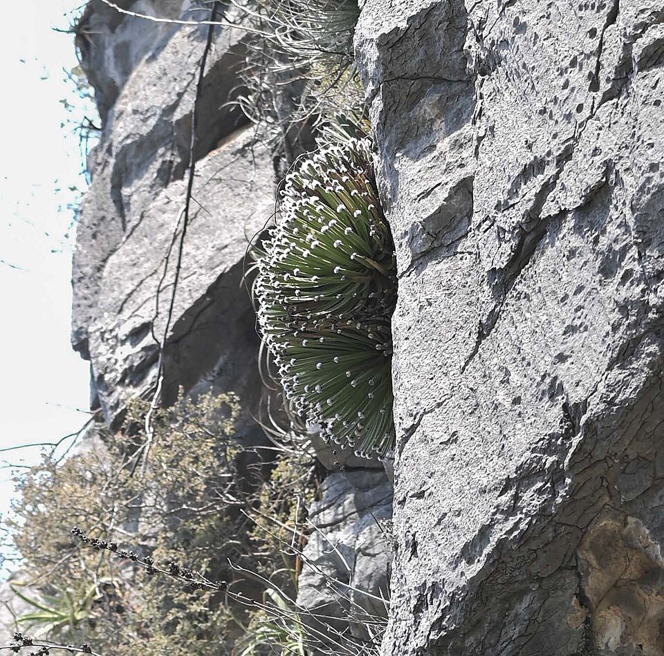 Nelson Valdez tweet media