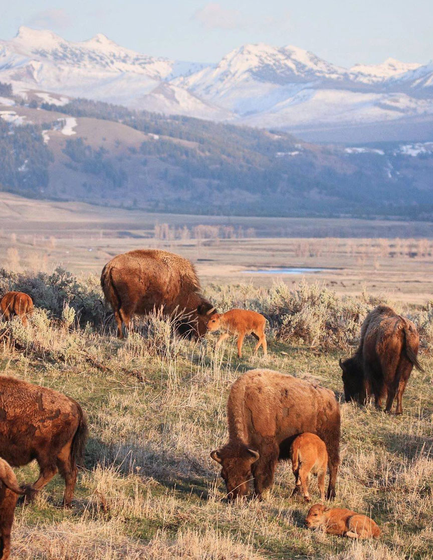 GrrrGraphics-Ben Garrison ๐ค Cartoons ๐บ๐ธ tweet media