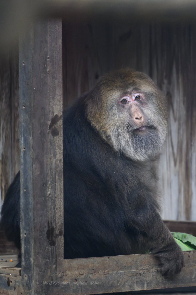 いぬさん (Dear_nephew_Gobo) tweet media