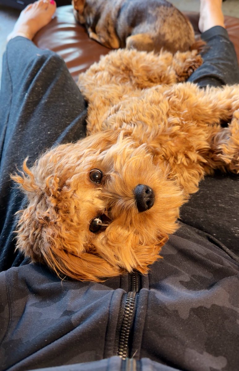 O l i v i a tweet media