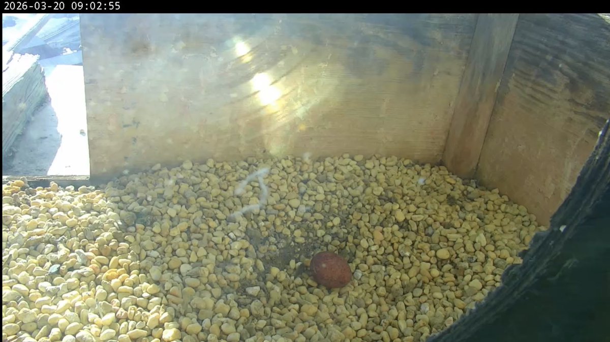 Falcon Chatter tweet media