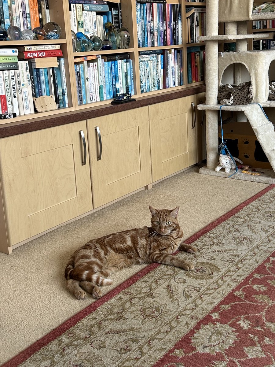 D.V. Catt tweet media