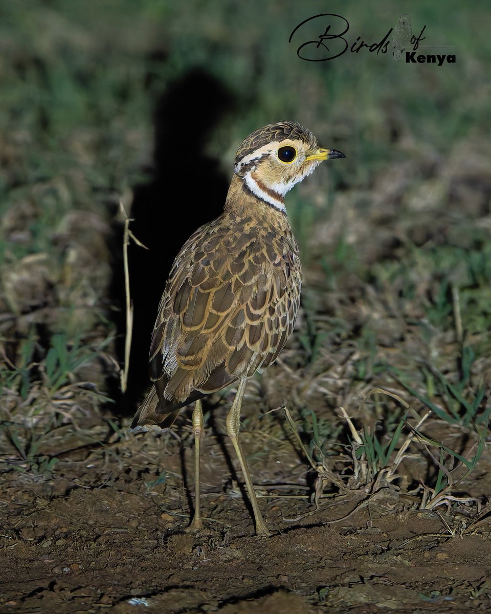 Birds_of_Kenya tweet media