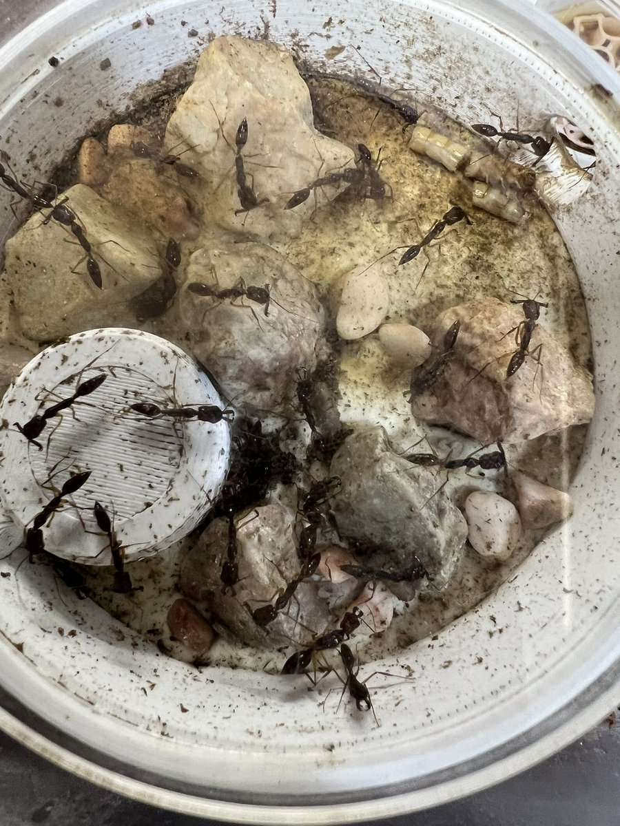 ハント＠虫アカ tweet media