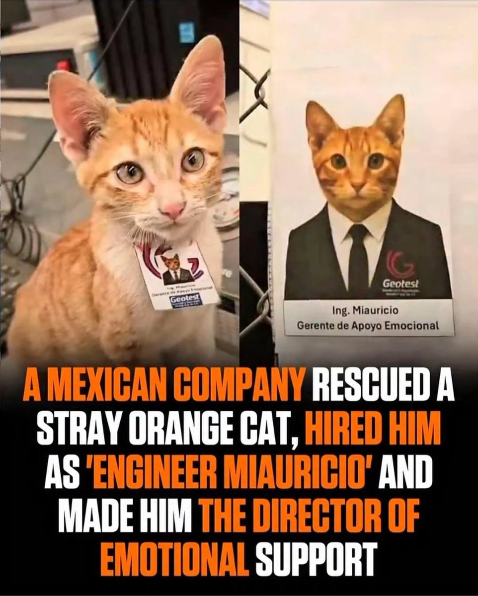 Posts Of Kittens🐾 tweet media