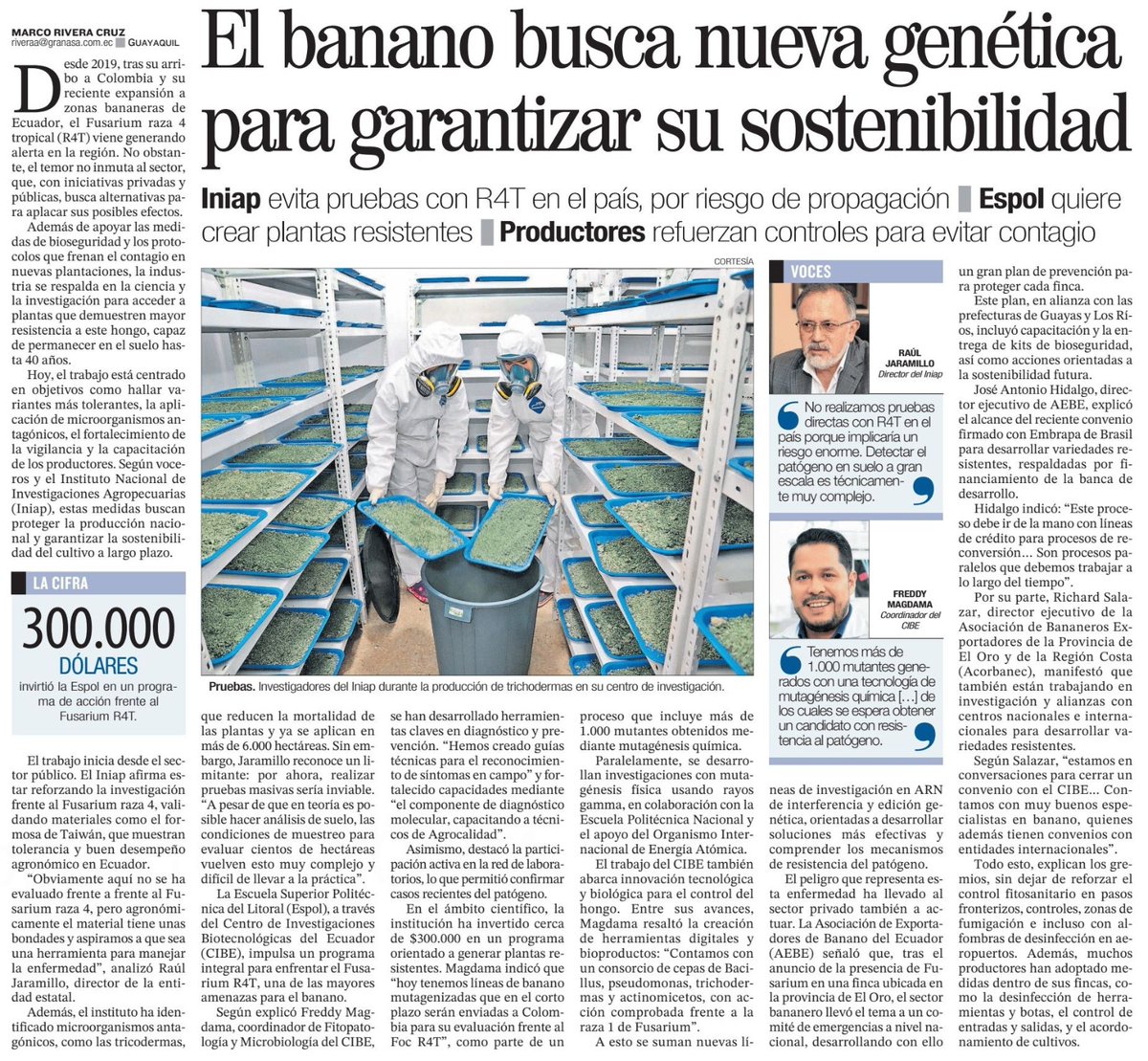 cibe_espol's tweet photo. El PhD. Freddy Magdama destacó el trabajo de CIBE - ESPOL en diagnóstico molecular, desarrollo de guías técnicas en campo y capacitación a técnicos para la detección oportuna del Fusarium R4T. 🌱🍌

Además, se han generado más de 1.000 líneas de banano mediante mutagénesis que serán evaluadas internacionalmente. Estas acciones se complementan con investigaciones en #ARN de interferencia y edición genética, consolidando una estrategia científica integral para la sostenibilidad del banano en Ecuador. 🇪🇨

🔗 https://t.co/MiTCF9Z6yn