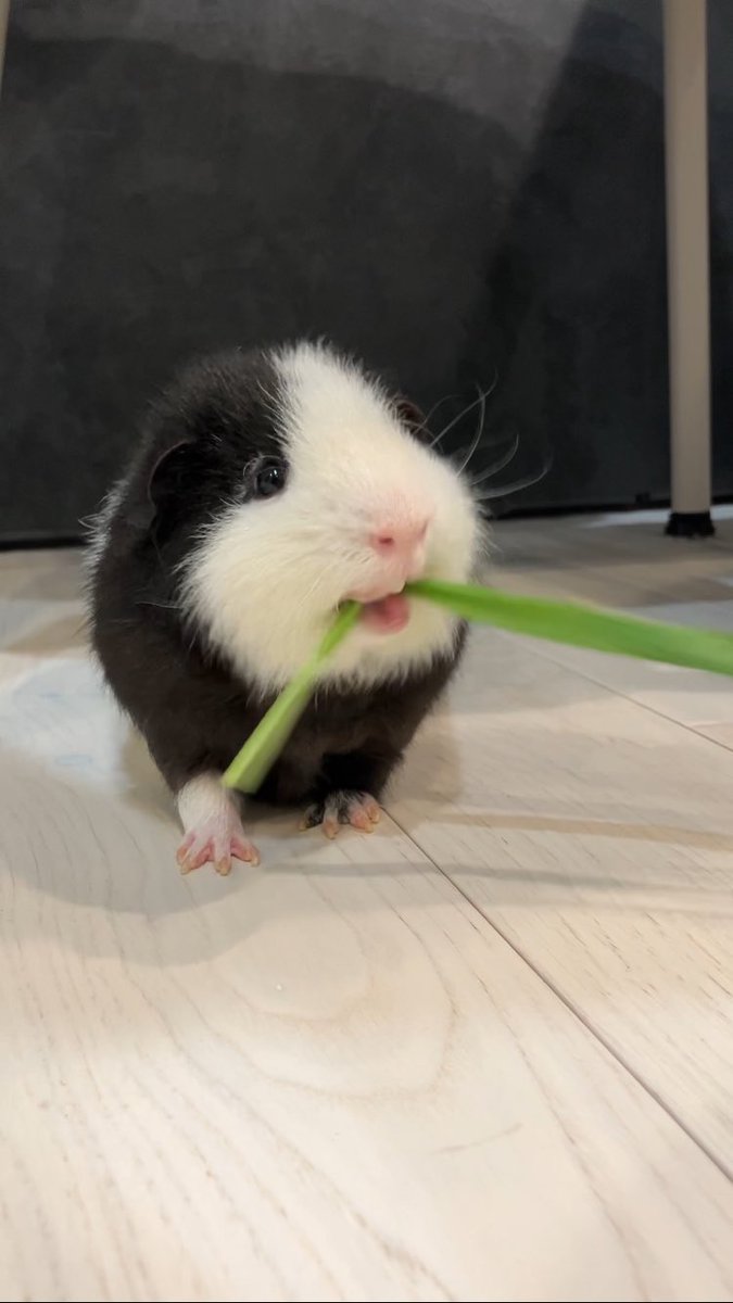 ﾓﾙﾃｯｼﾓ tweet media