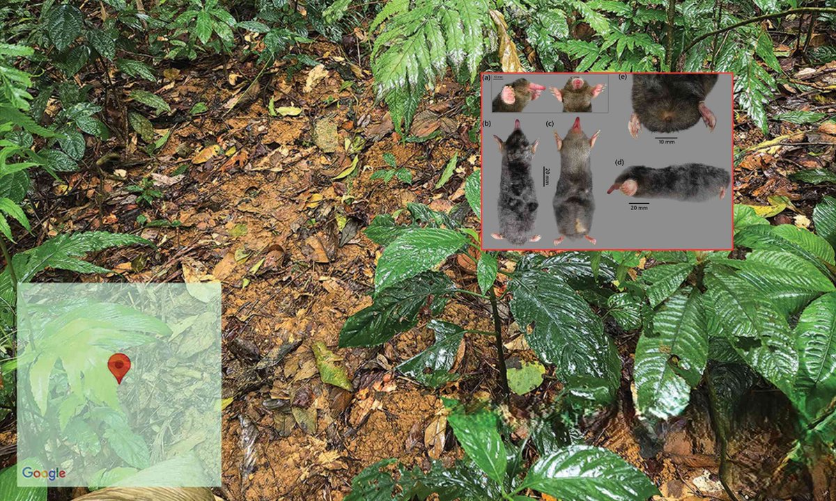 Earth.com tweet media