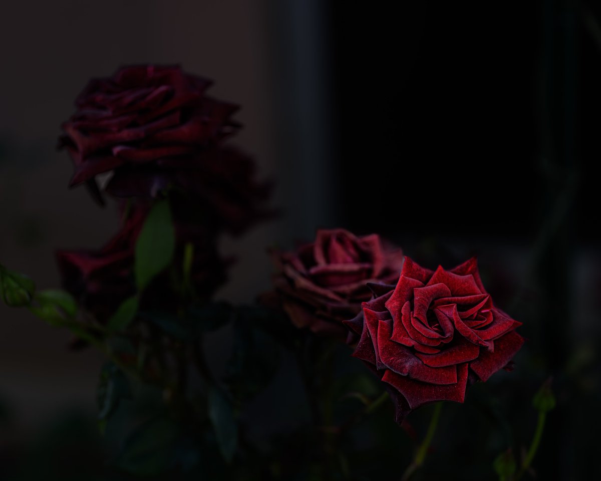 eco_building's tweet photo. Velvet Rose https://t.co/Adh09aNh8E