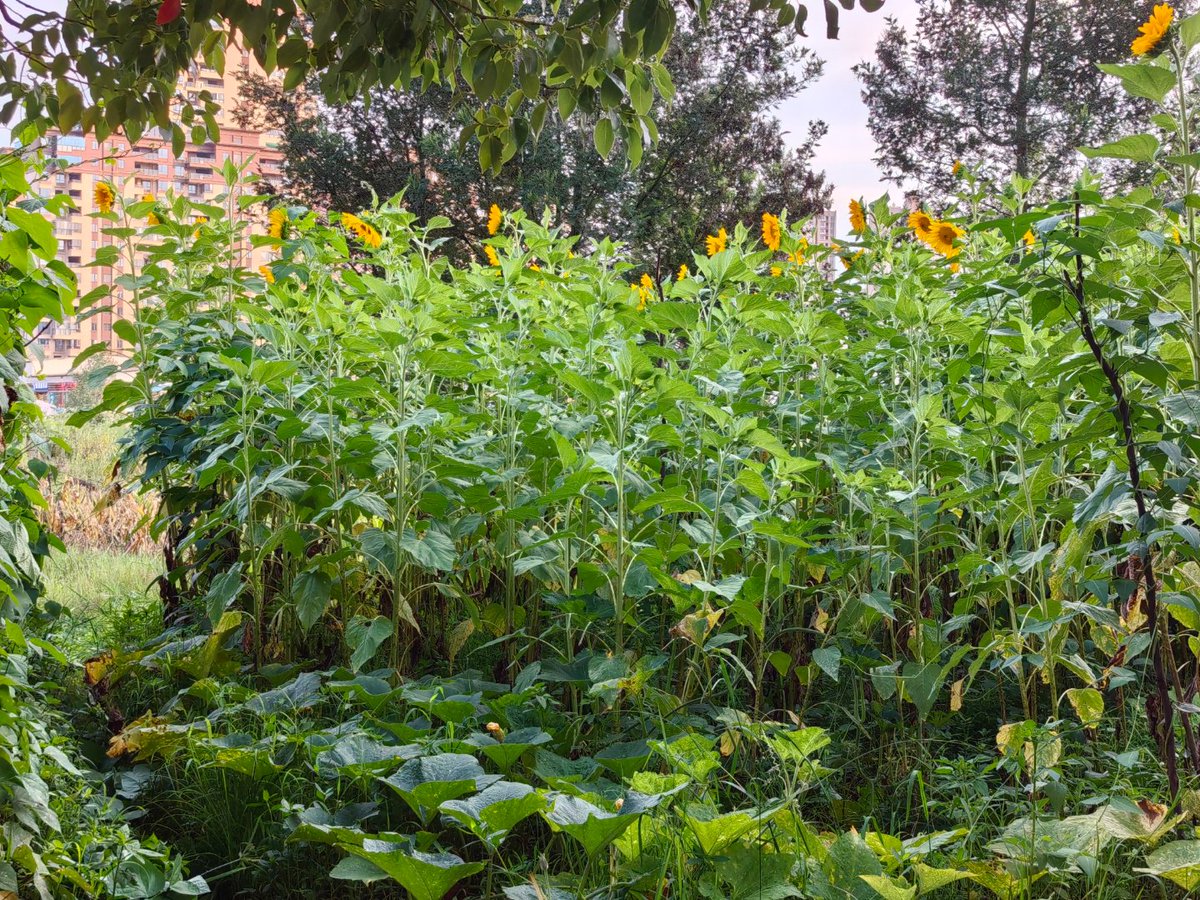 Virginia Chancellor tweet media