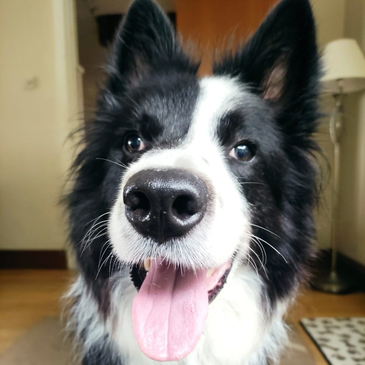 Pacer T Dog tweet media