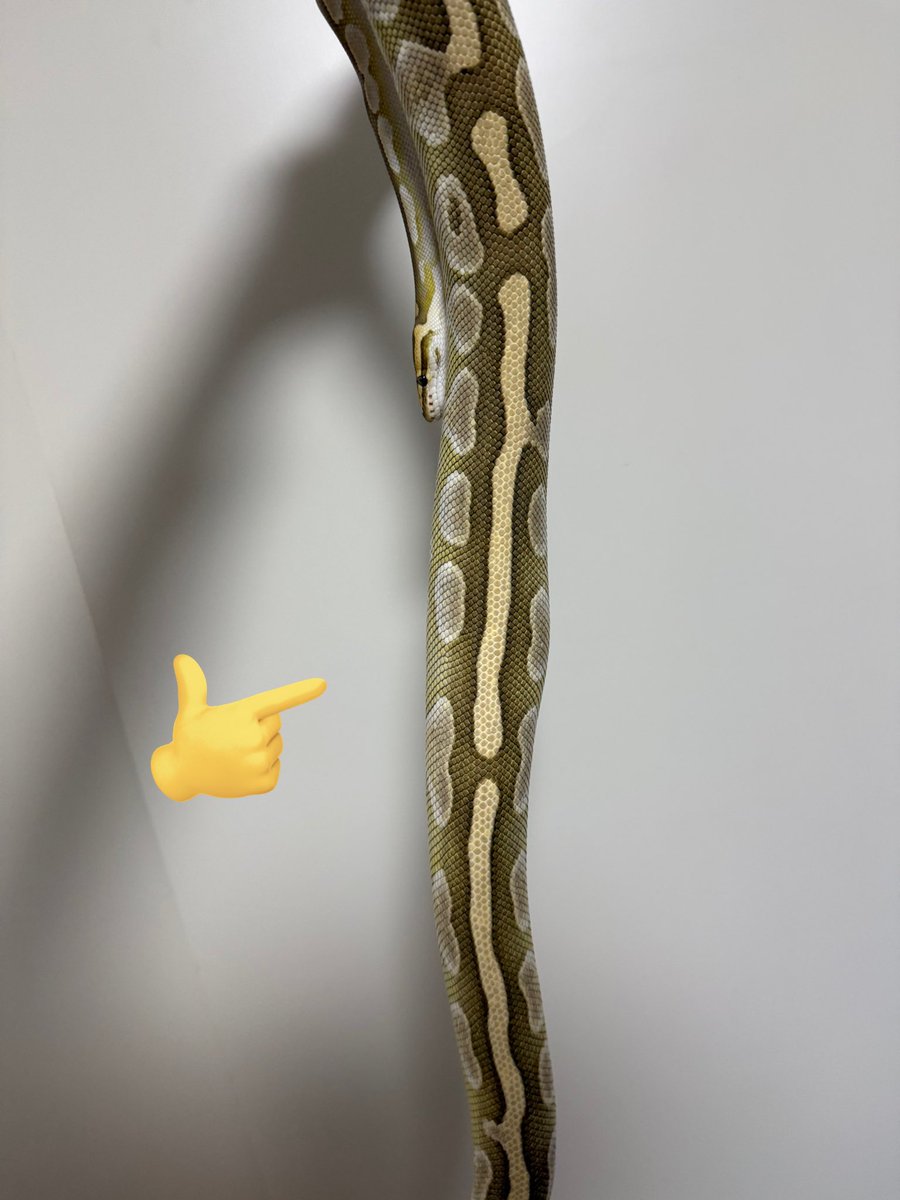 DAVINCI REPTILES：たいが😜 tweet media