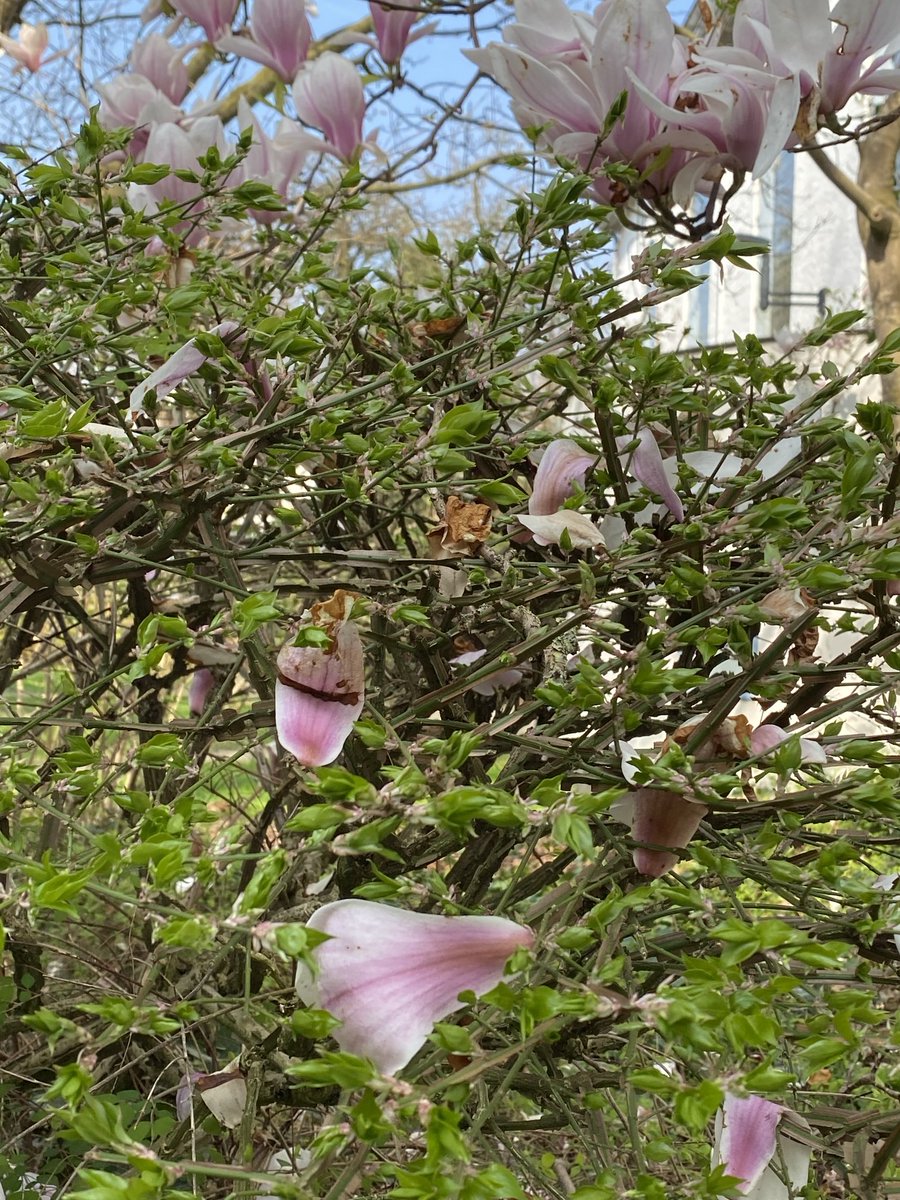 Jeannine D'hondt tweet media