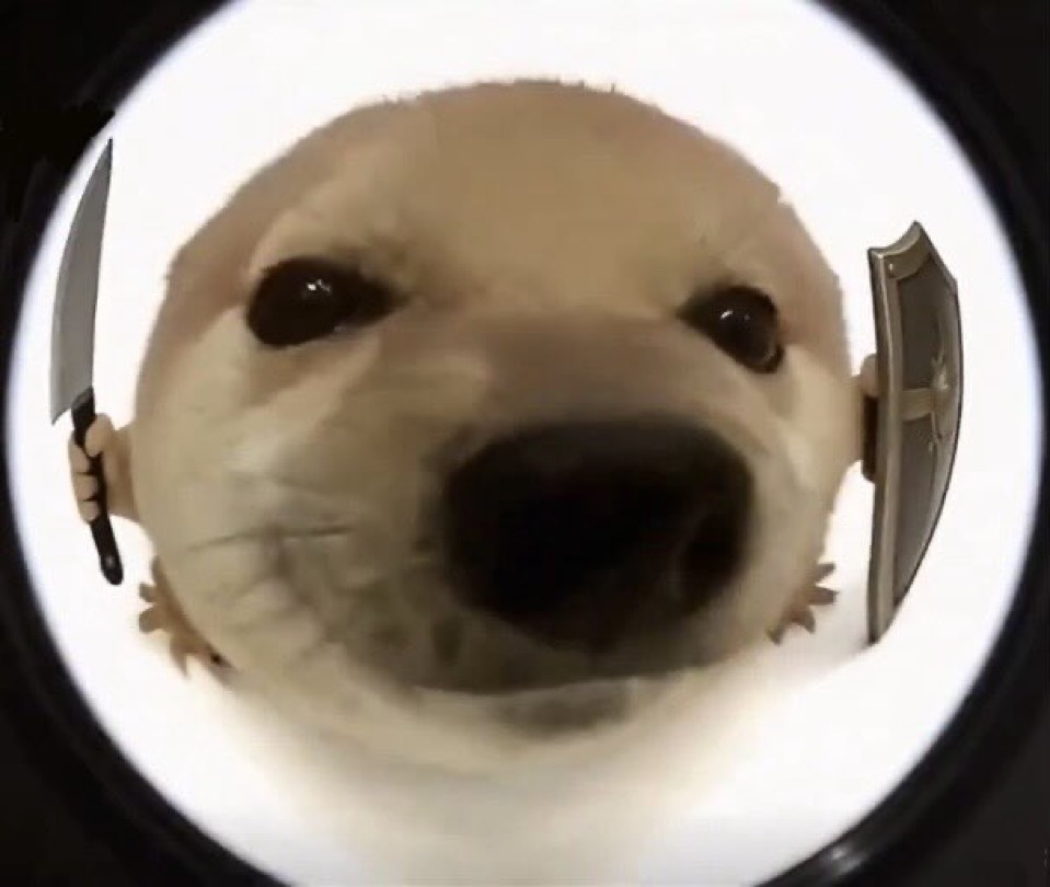 What the dog doing? | 我的刀盾 tweet media