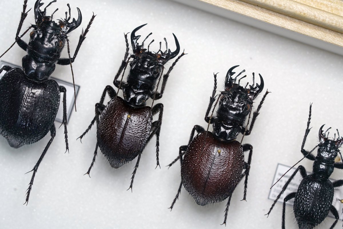 ManDuKinGs tweet media