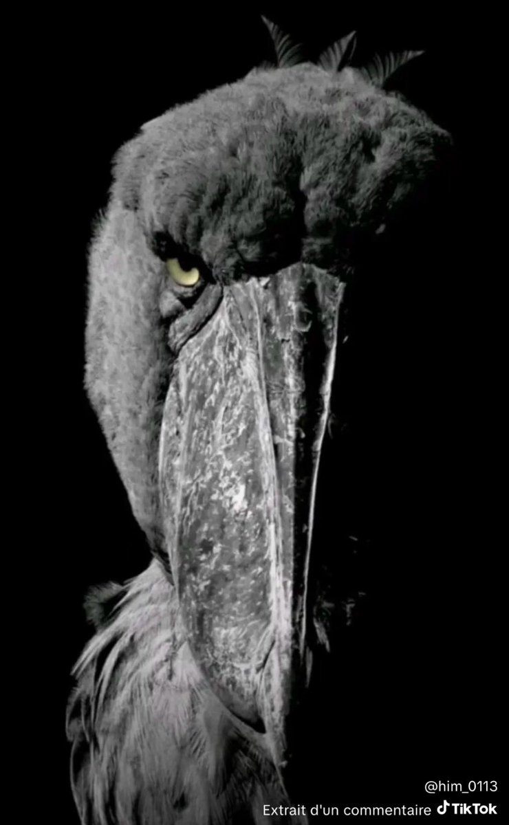 𓆩 M̶̨̗̟̣͒̊̂̇̚̕ehdInHeaveñ̵̢̦͚̜͋̊͆͐̌̿́ 𓆪 tweet media