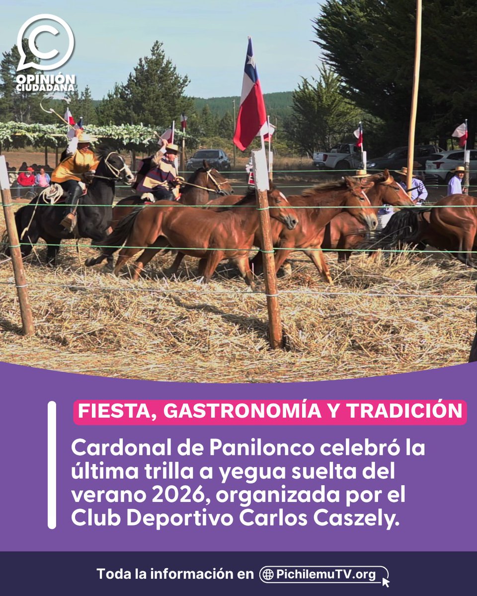 🟣Cardonal de Panilonco celebró su Fiesta de la Trilla a Yegua Suelta con música, gastronomía y tradiciones: pichilemutv.org/zgt2