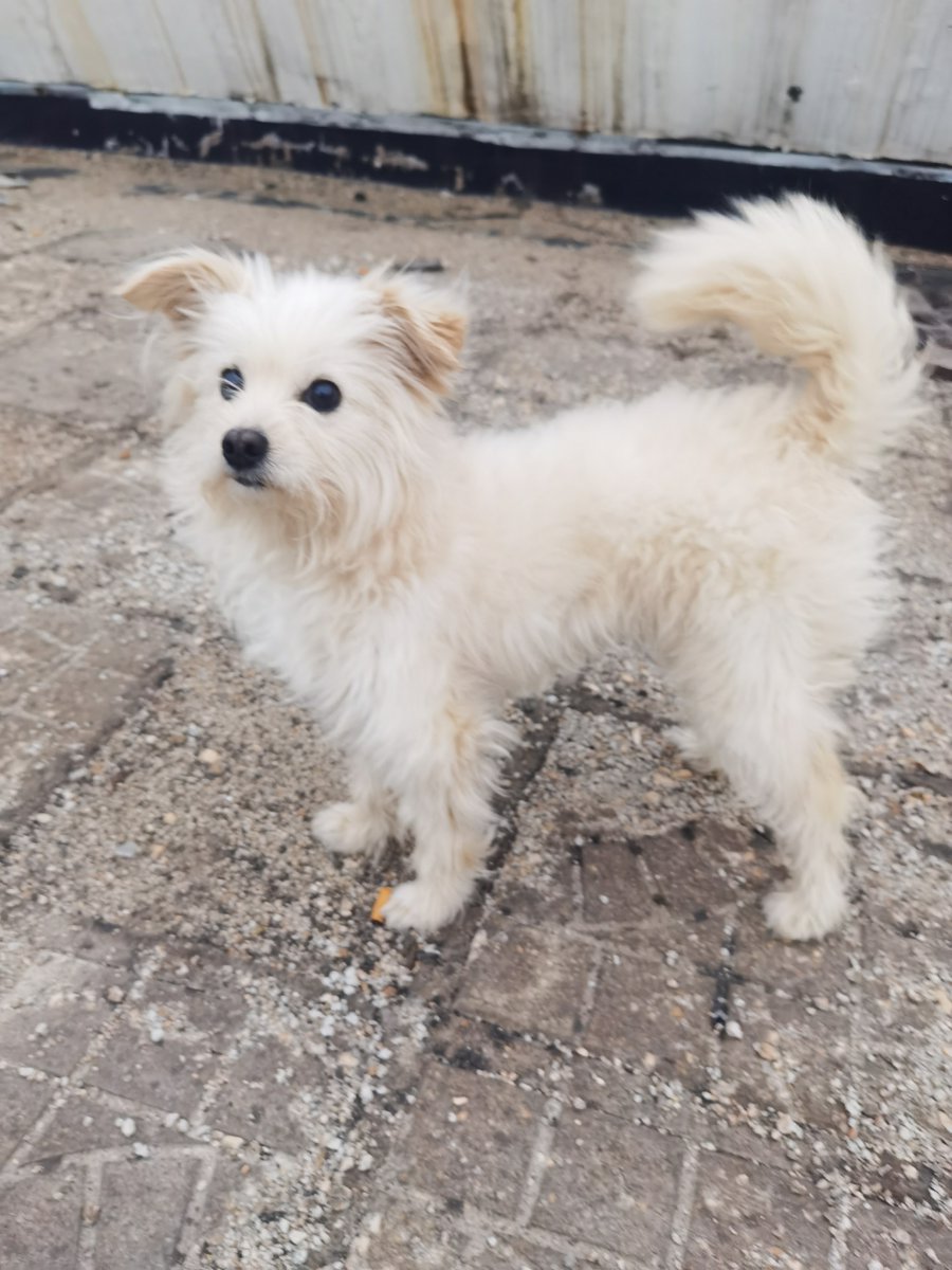 motunrayo kehinde tweet media