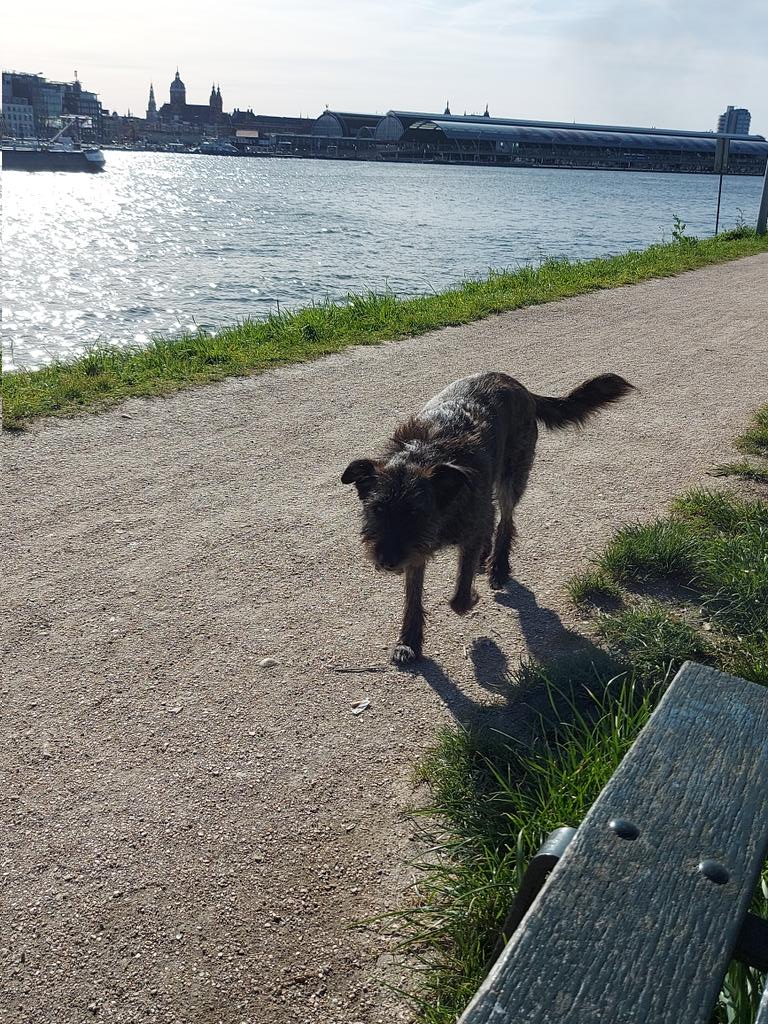 mariska hummel tweet media