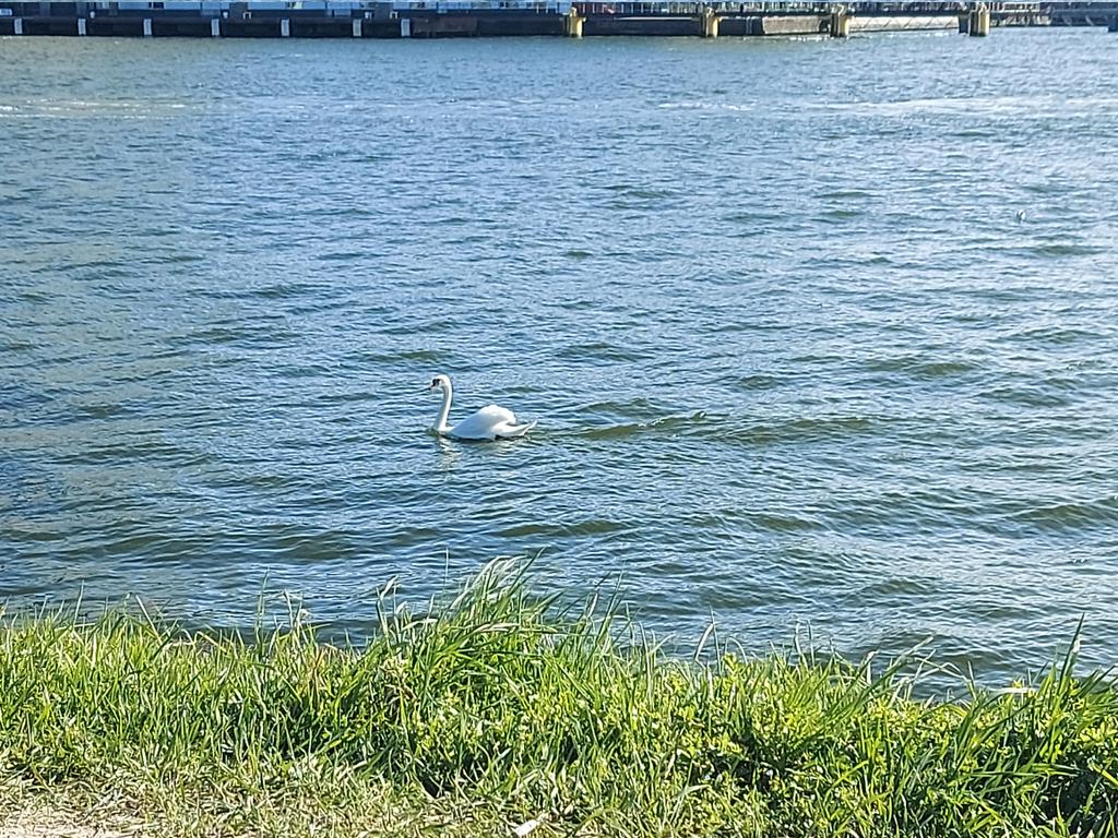 mariska hummel tweet media