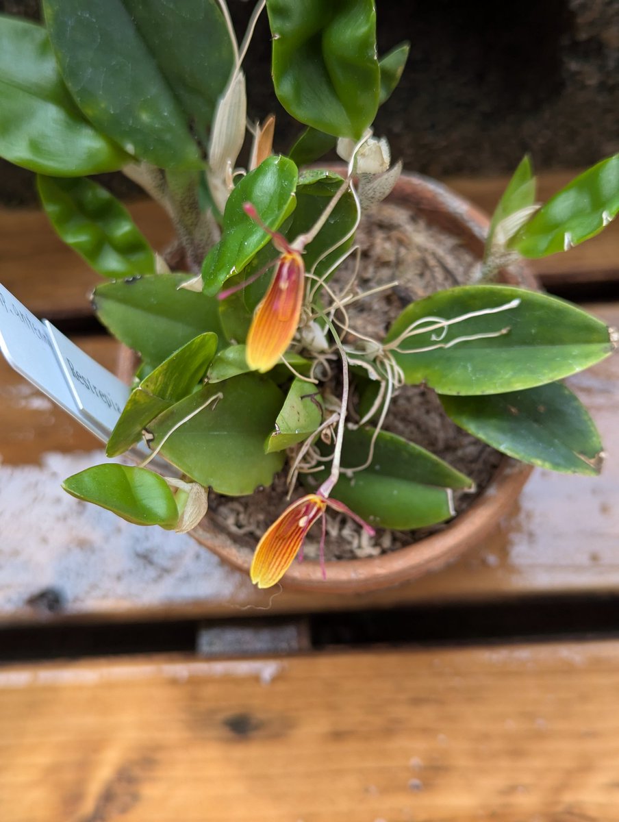 Kirara_9876's tweet photo. #Rstp
#Restrepia
#レストレピア
Restrepia.antennifera(レストレピア.アンテニェラ)が咲いてくれました♪ 小さな花ですが、メタリックぽくって気に入ってます♪ アンテナのような細い花弁も印象的で好きです! https://t.co/nmjZ5ZJwT6