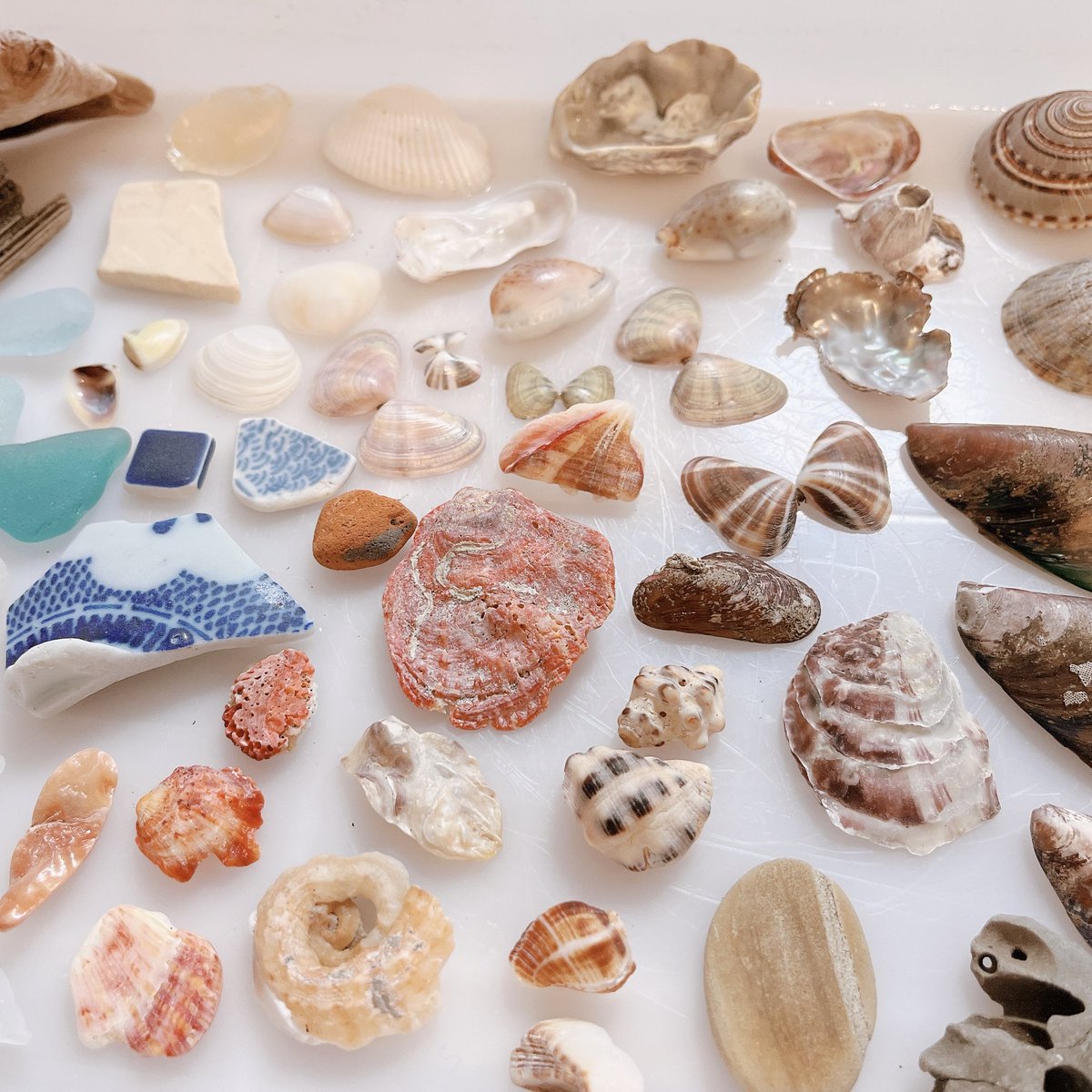🐚 #まると日記