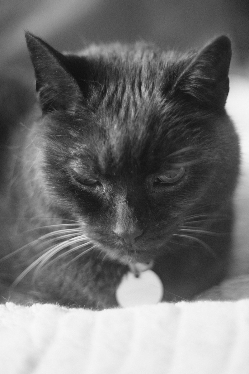 soapy of the swans™ tweet media