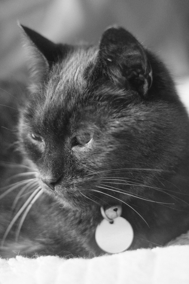 soapy of the swans™ tweet media