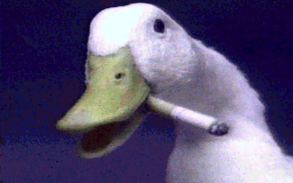gifs_bot's tweet photo. BIRDS/HOTDUCK.GIF https://t.co/nSFl3DP4kV