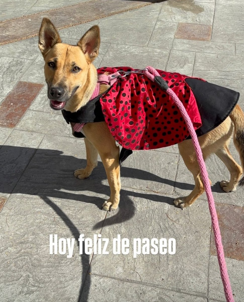 Moda Patitas tweet media