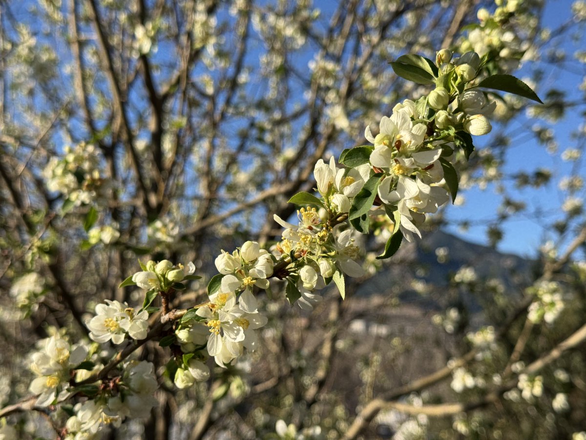 David Chapman tweet media