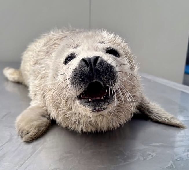 大分マリーンパレス水族館「うみたまご」 tweet media