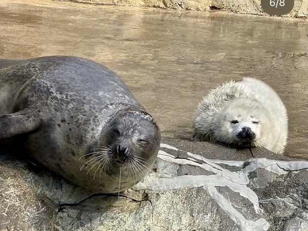大分マリーンパレス水族館「うみたまご」 tweet media