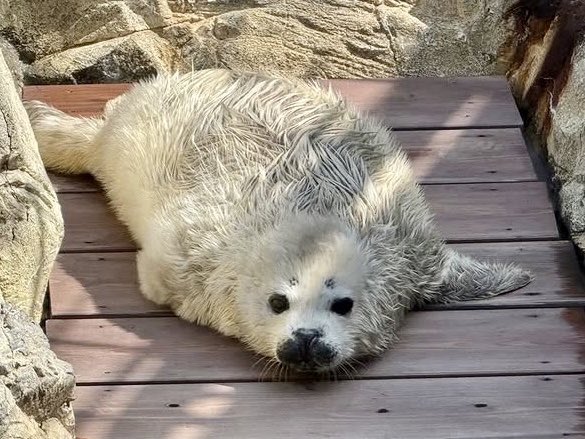 大分マリーンパレス水族館「うみたまご」 tweet media
