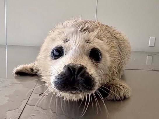 大分マリーンパレス水族館「うみたまご」 tweet media
