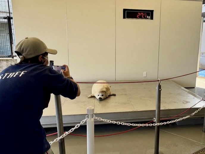 大分マリーンパレス水族館「うみたまご」 tweet media