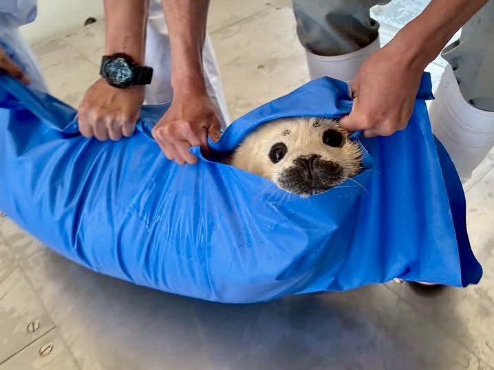 大分マリーンパレス水族館「うみたまご」 tweet media