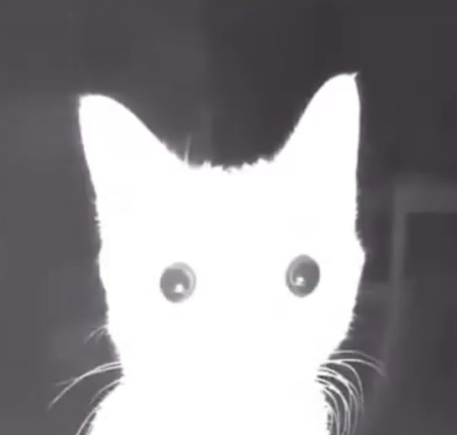 siphy 🐐🧡 tweet media