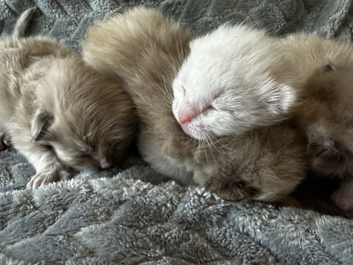 friend of Israel 🇮🇱🇺🇸🧡 tweet media