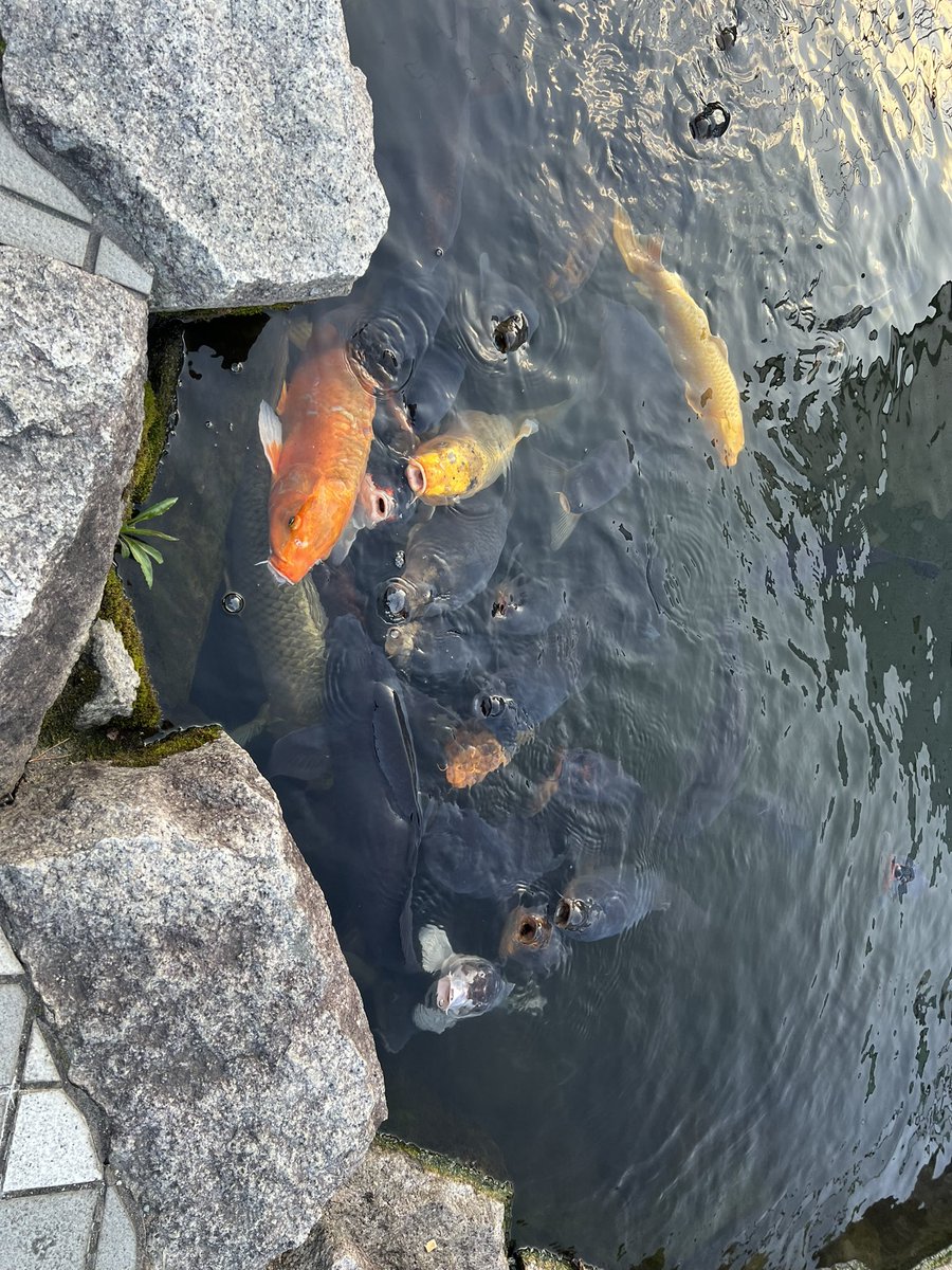 あんこ tweet media