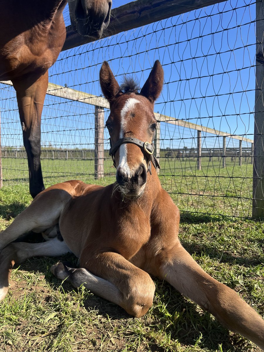 Brookside Stud tweet media