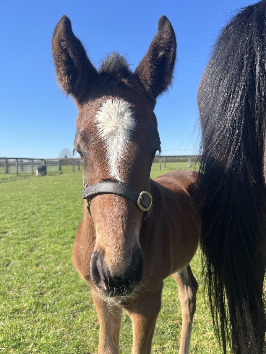 Brookside Stud tweet media