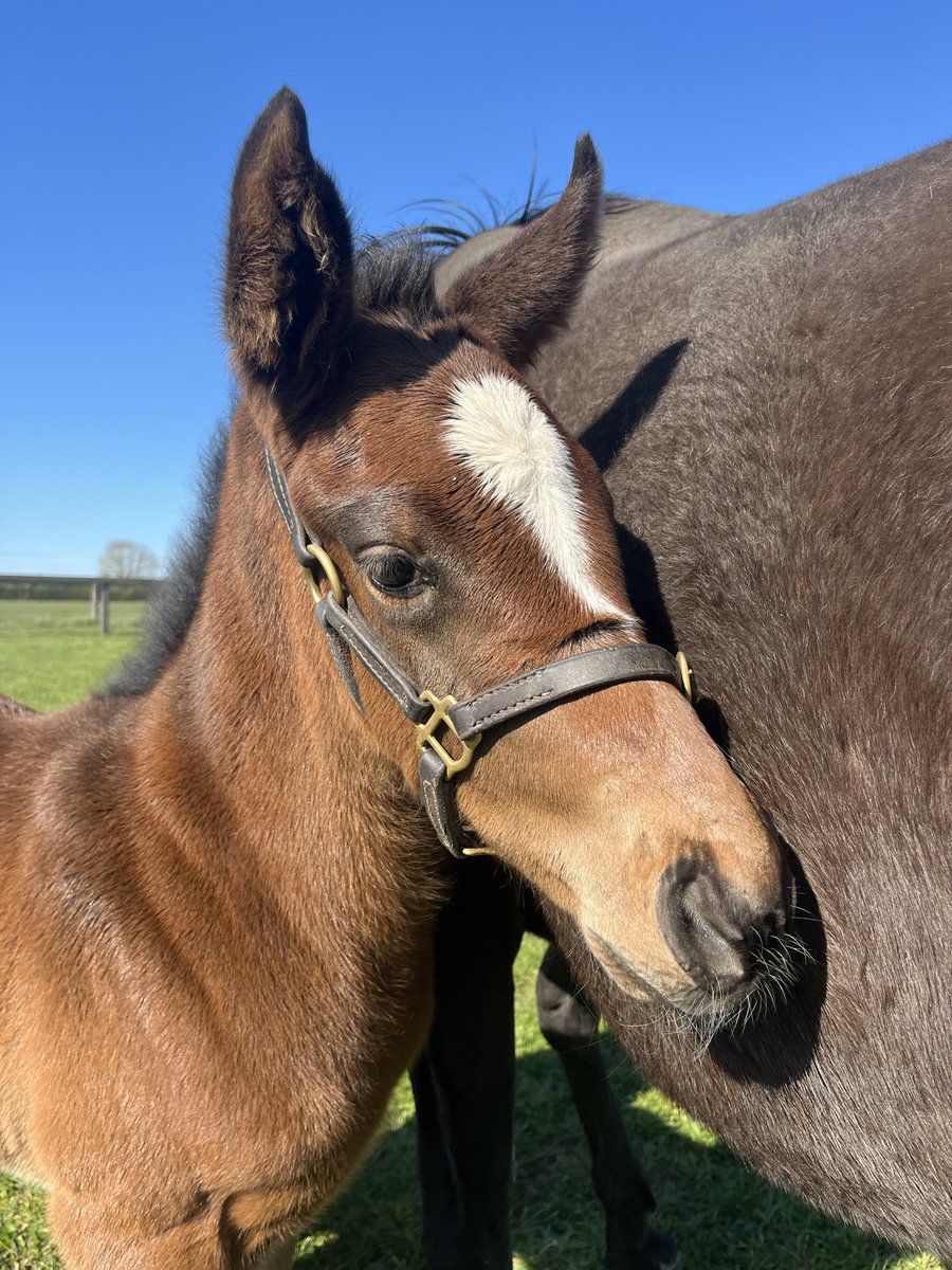 Brookside Stud tweet media