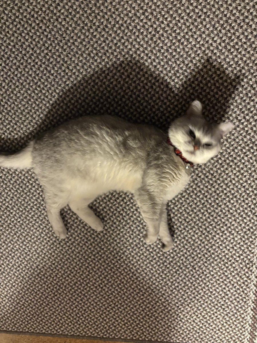 yoko・x・ tweet media