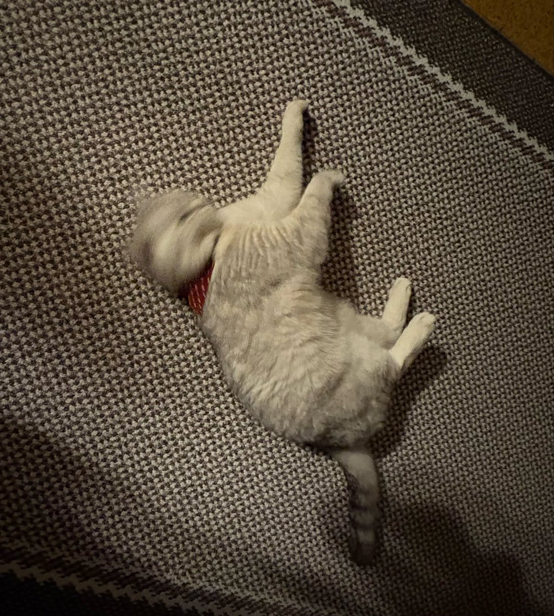 yoko・x・ tweet media