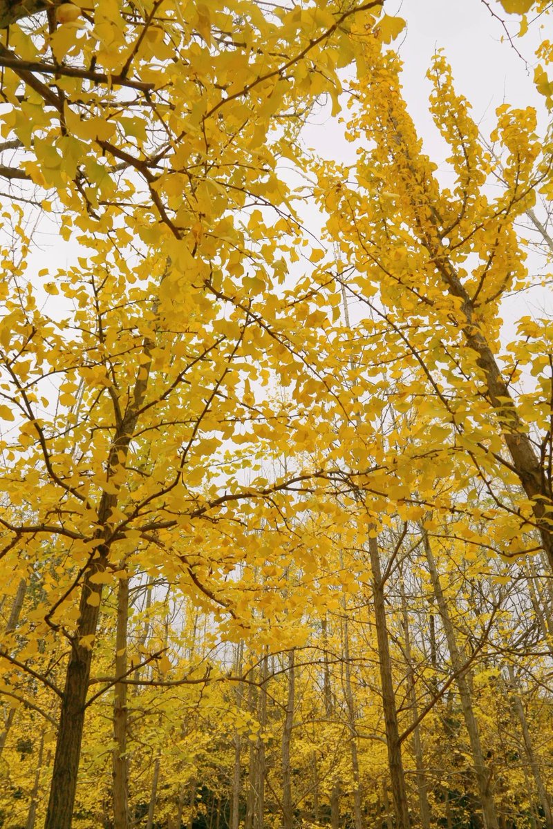 gillian thorpe tweet media