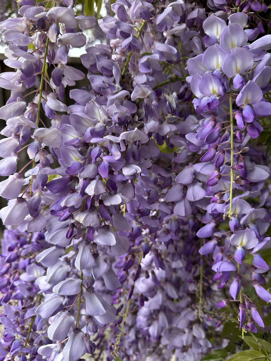 Ricky 🫑🍵 tweet media