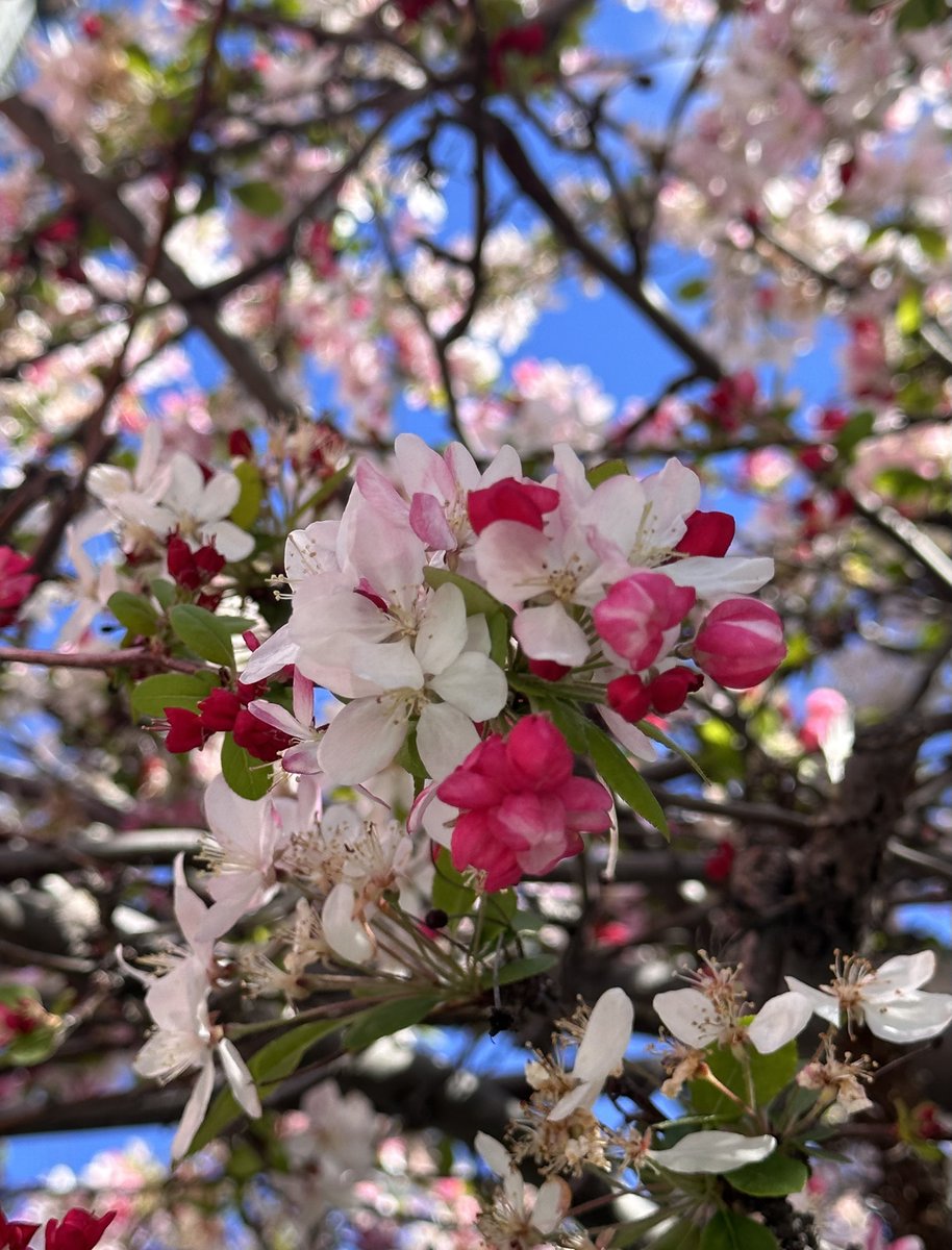 Ricky 🫑🍵 tweet media