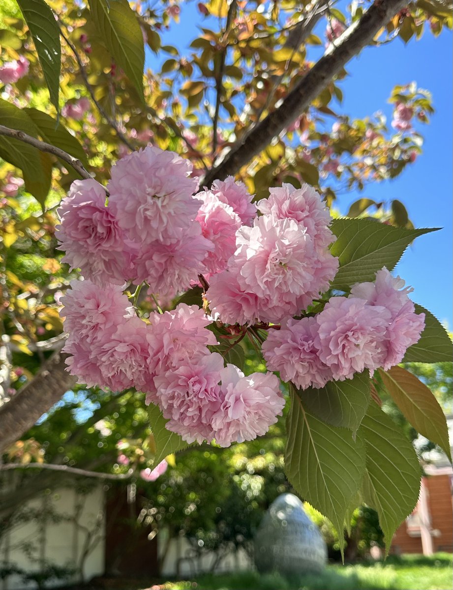 Ricky 🫑🍵 tweet media