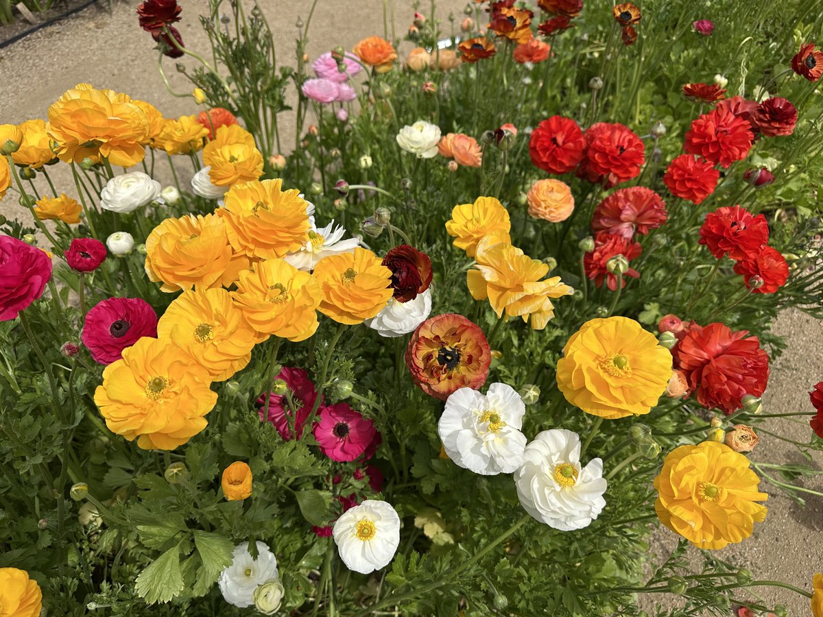 Ricky 🫑🍵 tweet media